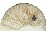 Jurassic Ammonite (Macrocephalites) Fossil - France #129528-3